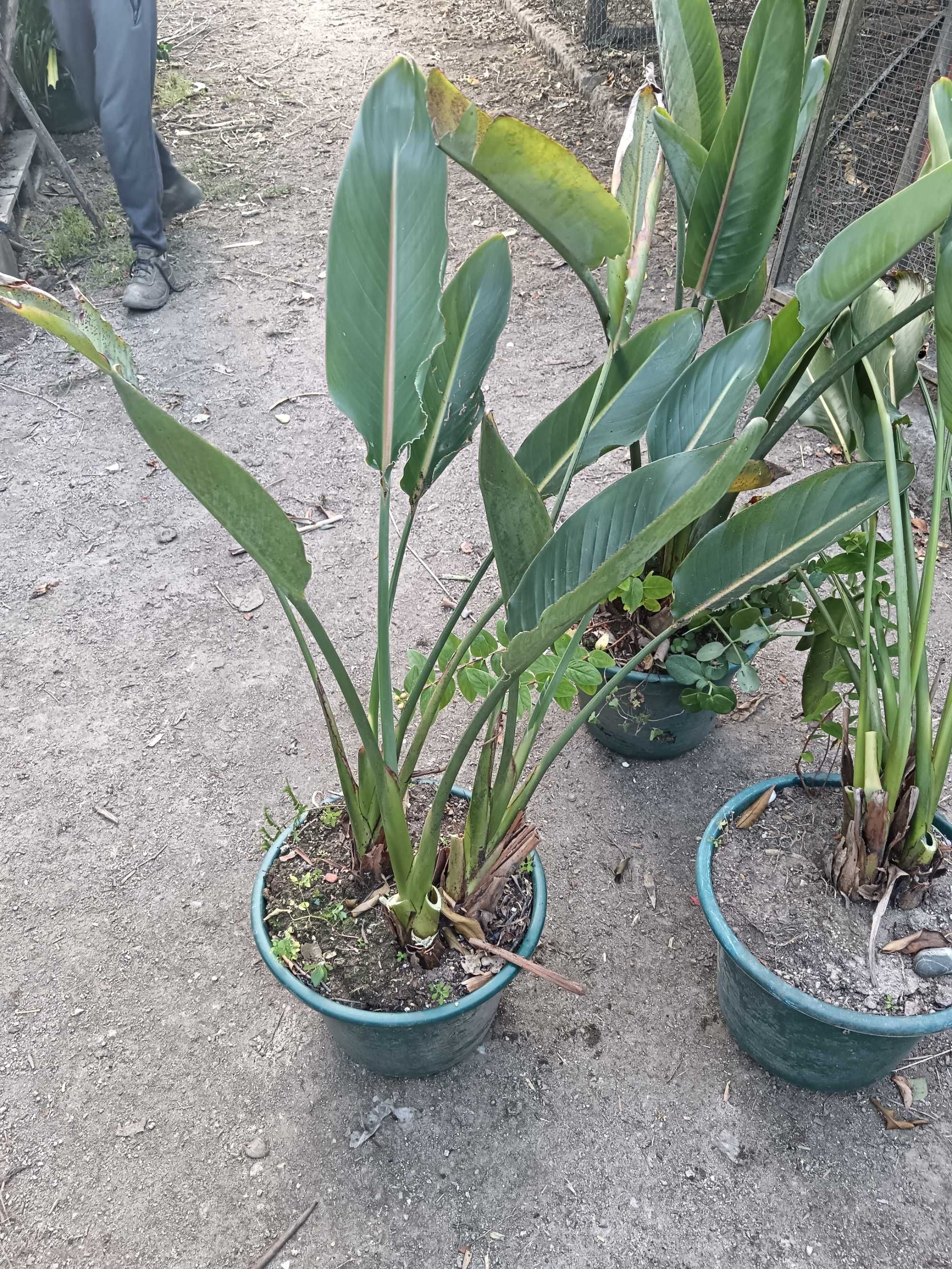 Vaso de estrelicia varios