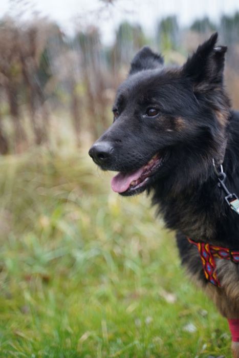 Klara w typie ON szuka domu!