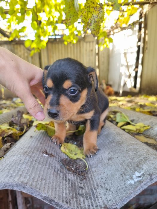Віддам в добрі руки цуценят