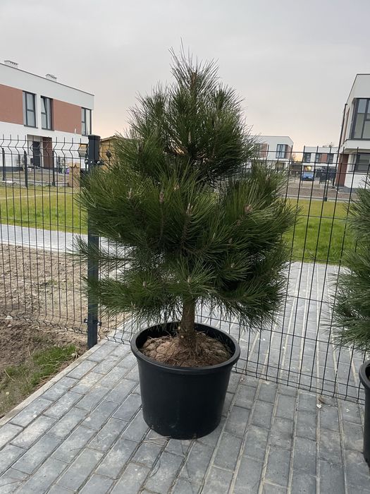 Sosna czarna formowana Pinus Nigra 110-180cm dowóz