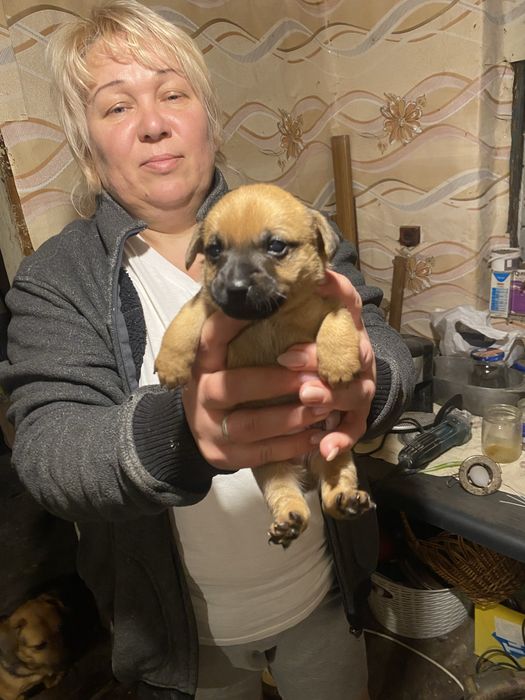 Собачки , песики