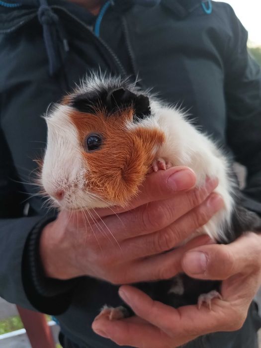 Świnki morskie szukają nowego domku