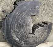 Зпил мореного дуба дуб моренный Слеб slab слэб спил woodslab зпил