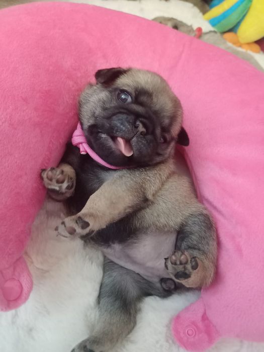 Szczenię suczka Mops FCI ZkwP
