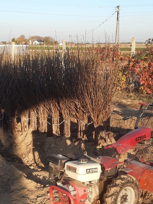 Wiśnia Łutowka wiśnie  nefris śliwy czereśnie brzoskwinia morela jabło