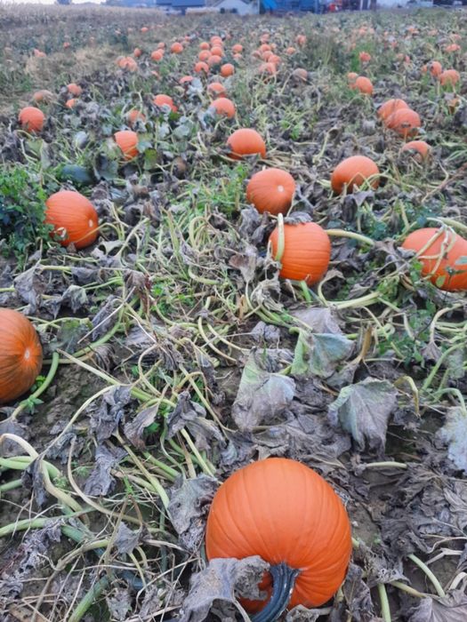 Dynia haloween gladiator ozdobna jadalna