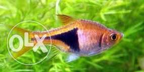 Rasbora klinowa pakiet 20 szt za 50 zl  od Tapajos_pl  W-wa