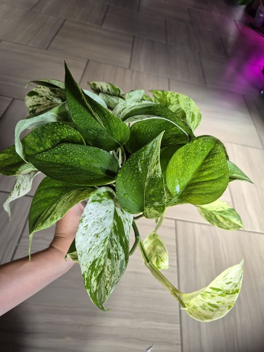 Епіпремнум, хойя