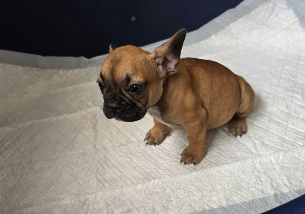Bulldog francês   nascido a 11/8/2025