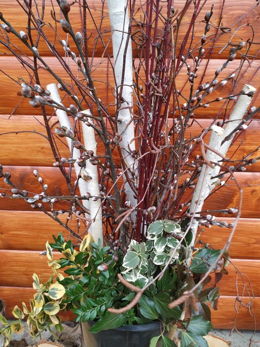 Dekoracje z brzozy patyki, pieńki, plastry, chrust