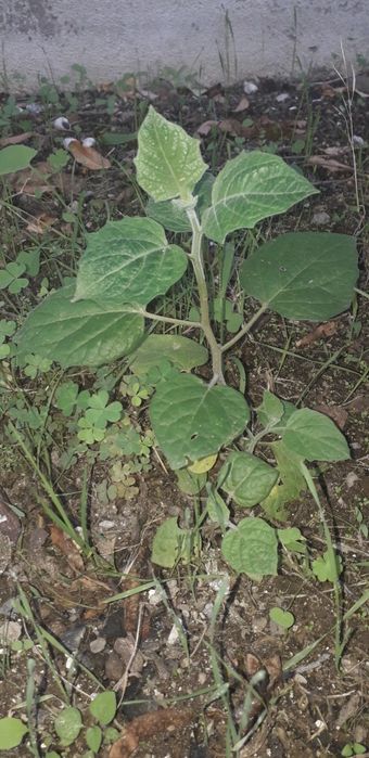 Pé de Nêspera grande e Physalis