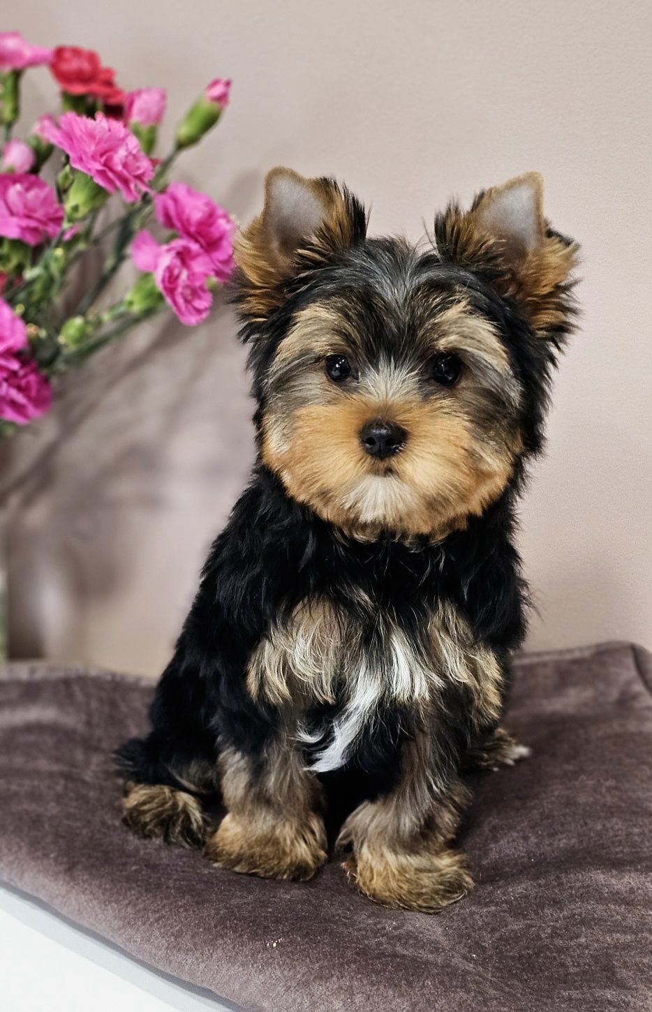 Yorkshire Terrier - piesek ZKwP/FCI