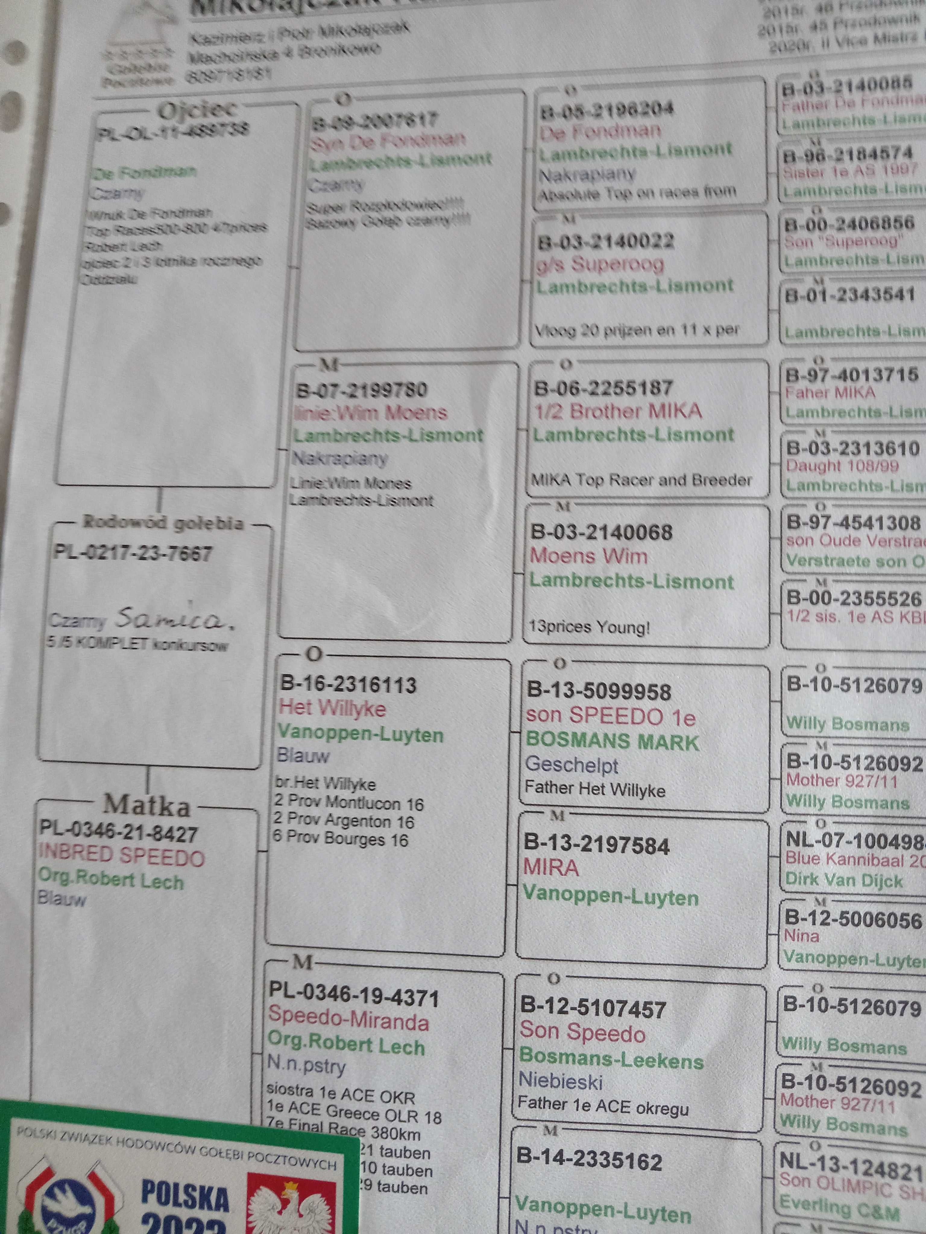 gołebie pocztowe org.Mikołajczak K.P 2 samice