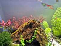 Ludwigia Super Red (crescimento rápido)