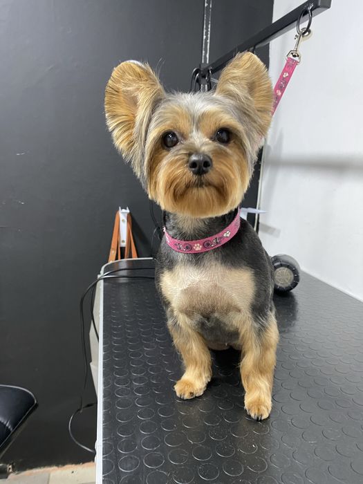 Грумінг, грумер, стрижка собак! Лівий берег( Калинова)