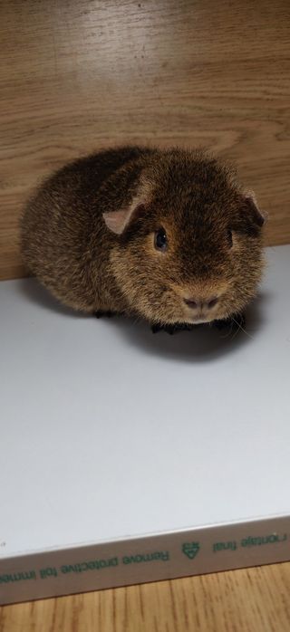 Морська свинка хлопчик 2 міс