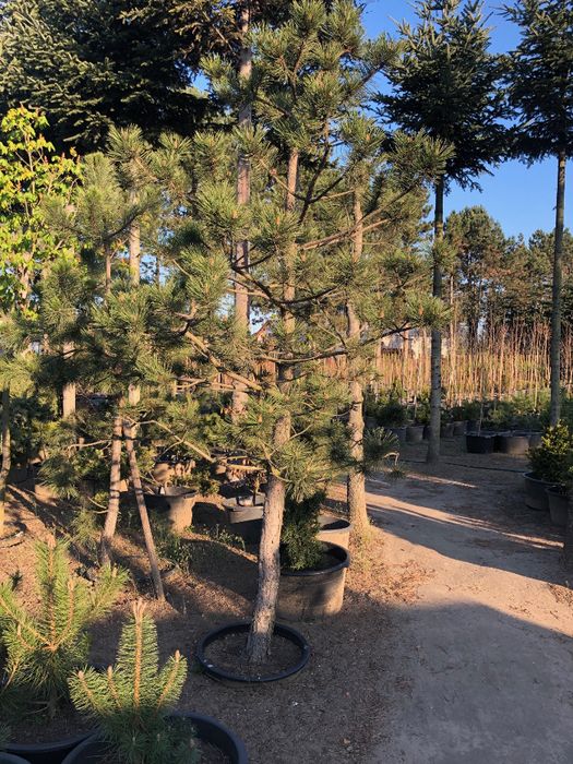 Sosna Czarna 'PINUS NIGRA' DUŻE OKAZY Donica 65l