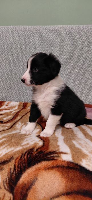 Sprzedam pieska Border Collie