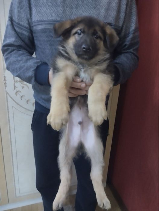 Продам цуценят Німців