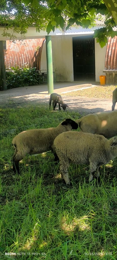 Borrego suffolk .