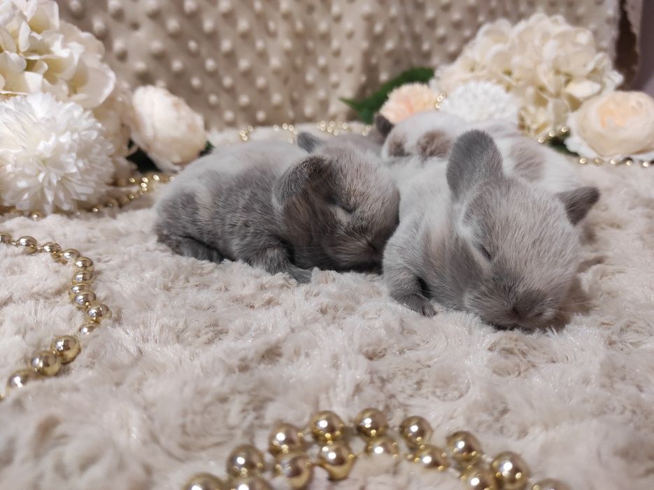 Maluszki z WYPRAWKĄ Śliczne Króliczki Karzełki Baranki Mini Lop