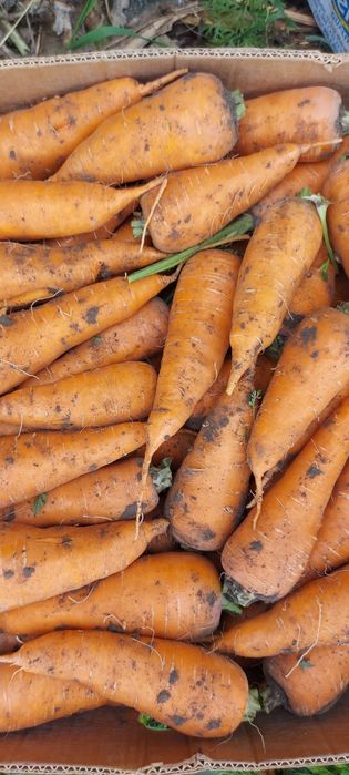 Продам моркву буряк цибулю картоплю капусту