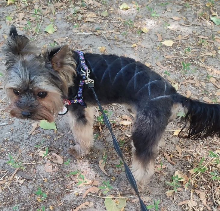 Стрижка йорків , та собак малих порід , грумінг