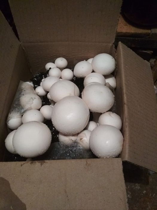 АКЦІЯ! Готовий набір для вирощення грибів (білий шампінйон)