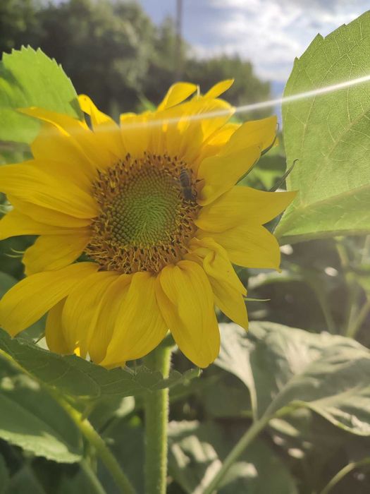 Бджолопакети, бджола карніка