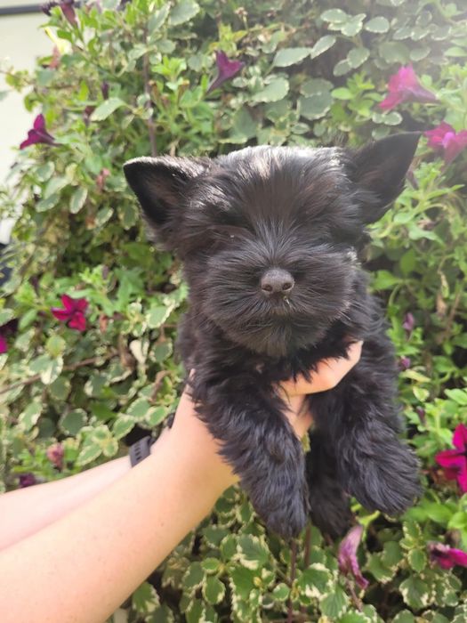 Yorkshire Terrier szczeniak