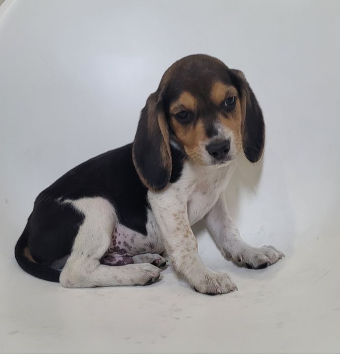 Beagle tricolor macho