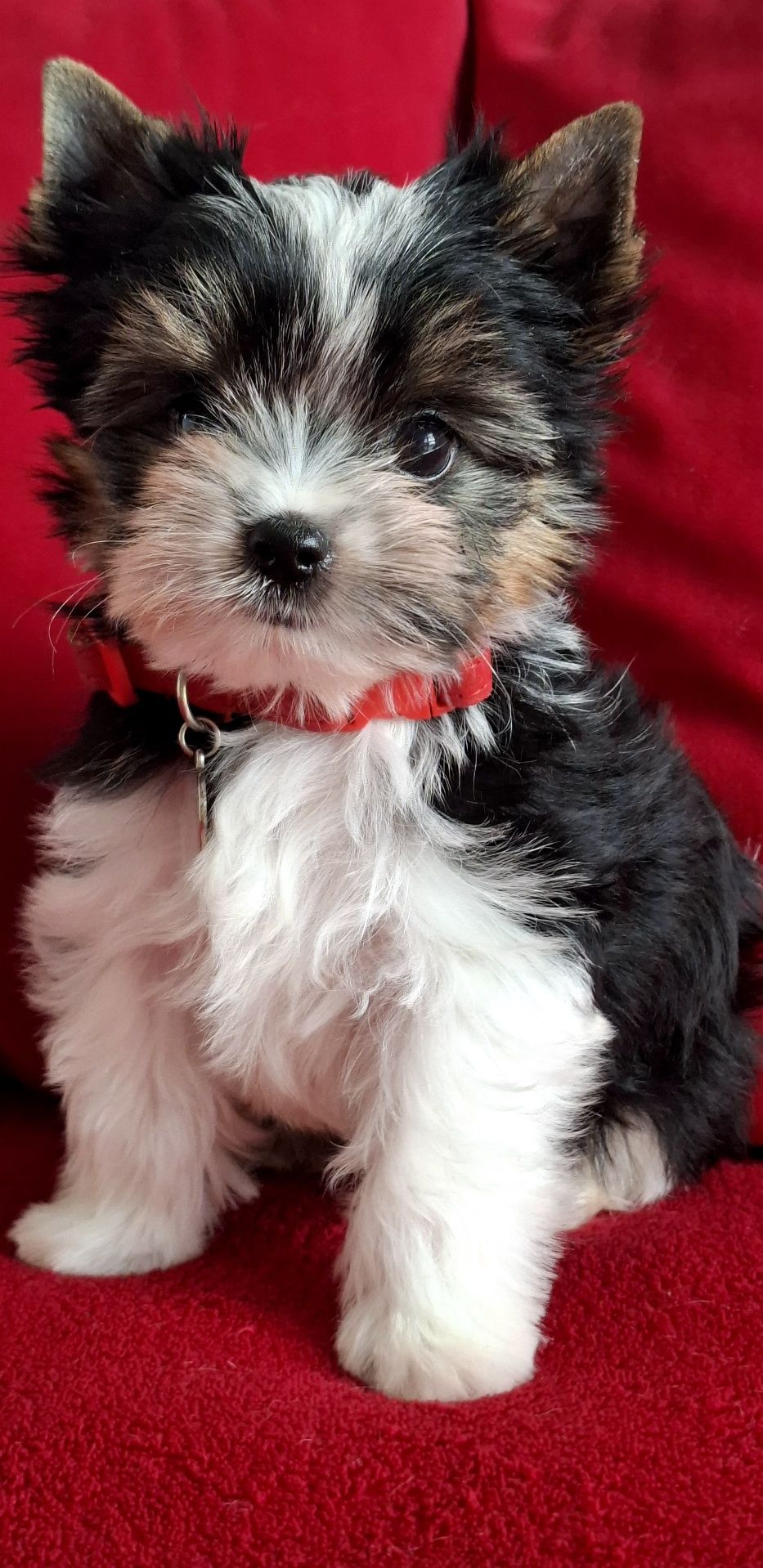 York Biewer Yorkshire Terrier  piesek rodowod pełny 4ro pokoleniowy