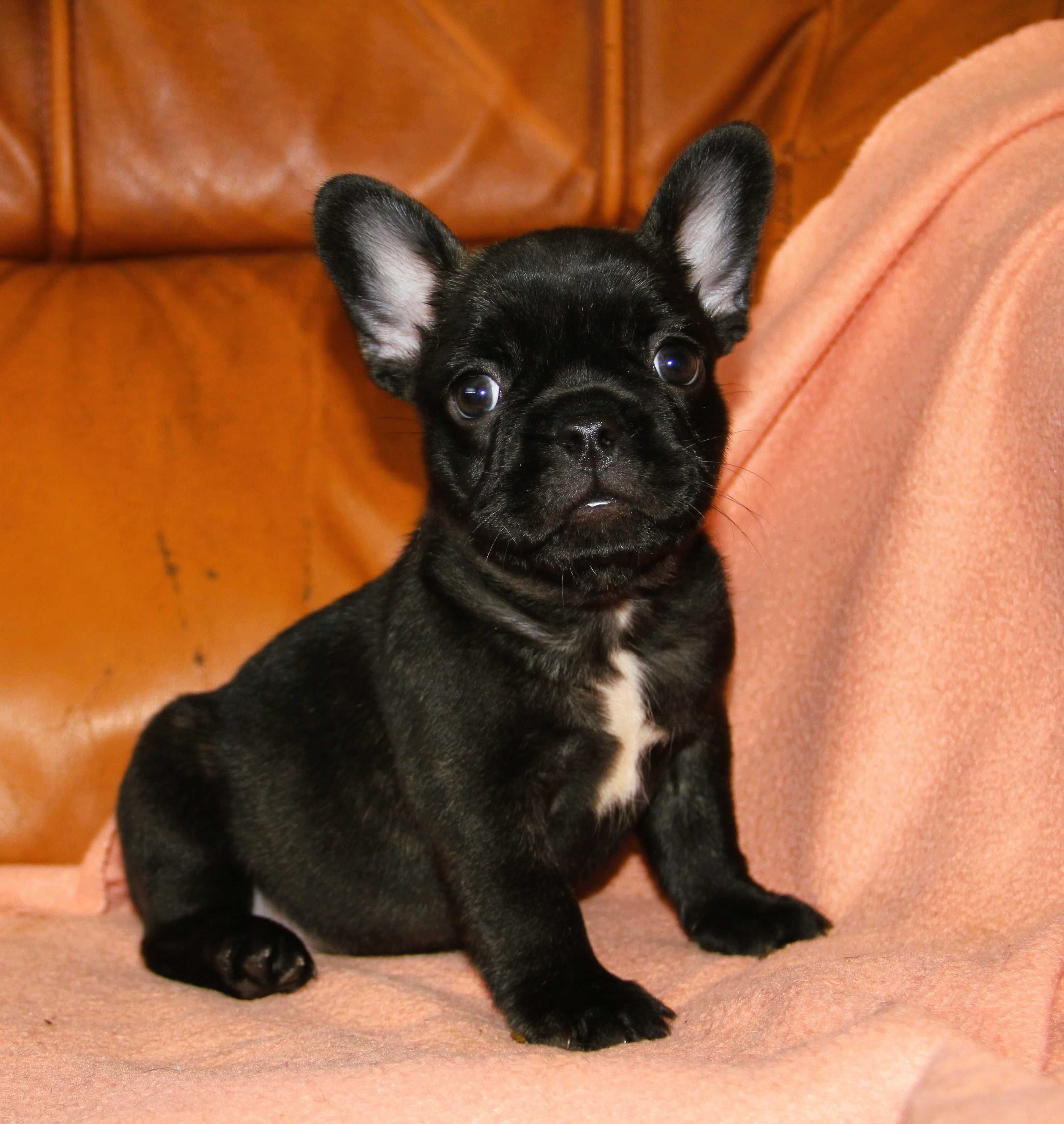 Buldog Francuski Fluffy malutka dziewczynka