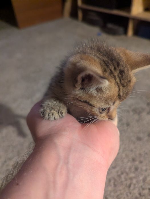 Заберіть у сім'ю цього нано котика)