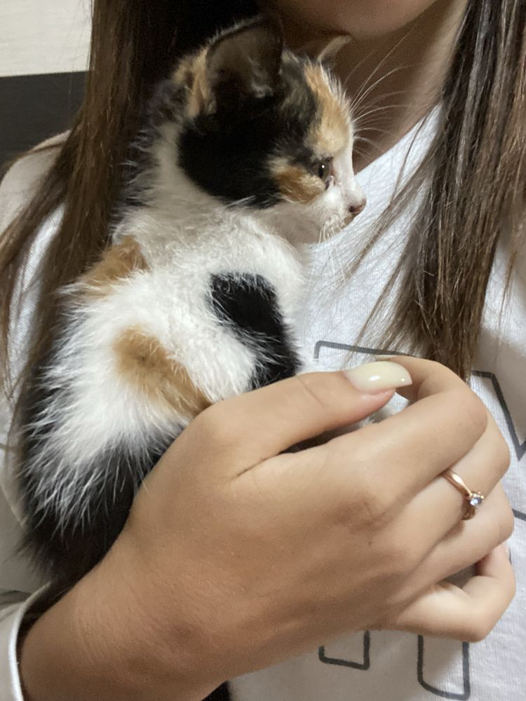 Котики безкоштовно