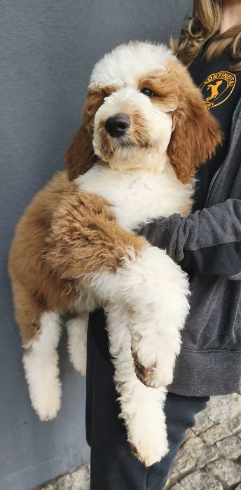 Piesek Pudel Standard Giant -królewski do odbioru