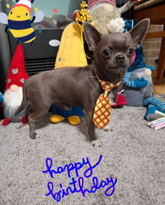 Czekoladowy chłopiec chihuahua dostępny do rezerwacji.