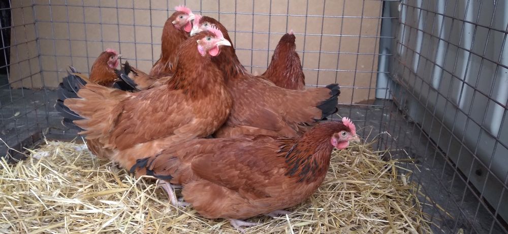 Kury Nioski Rosa 22 tygodnie. WYSYŁKA