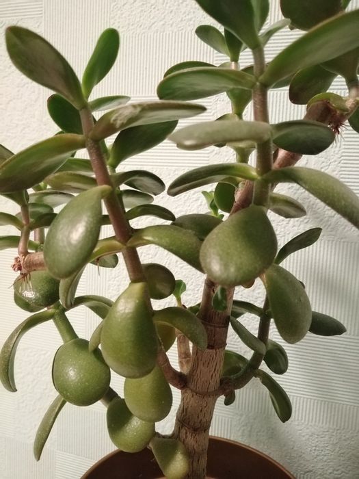 Крассула, Толстянка, Денежное дерево