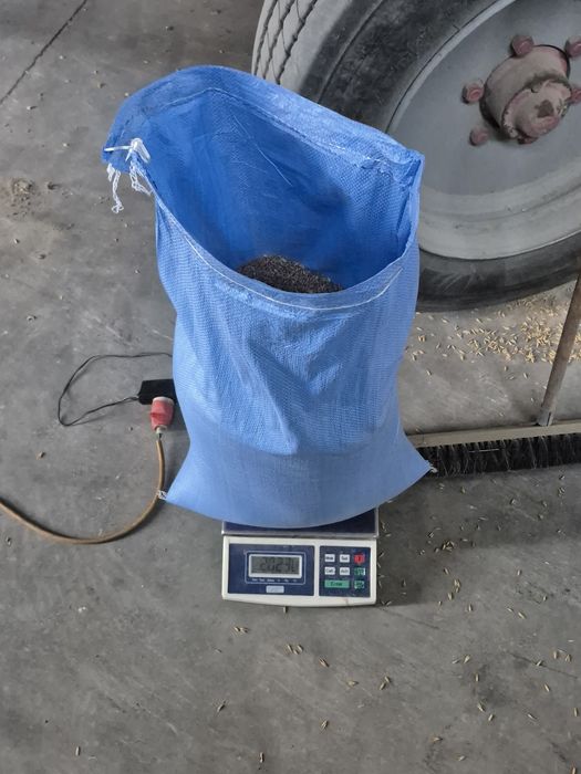 Pszenica workowana po 25 kg