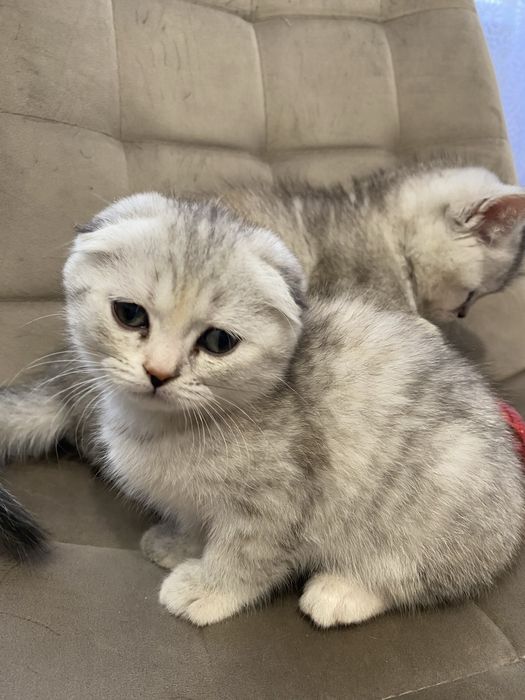 Шотланські кошенята