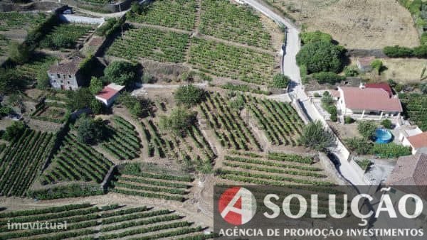 Terreno c/vinha e projeto p/moradia aprovado