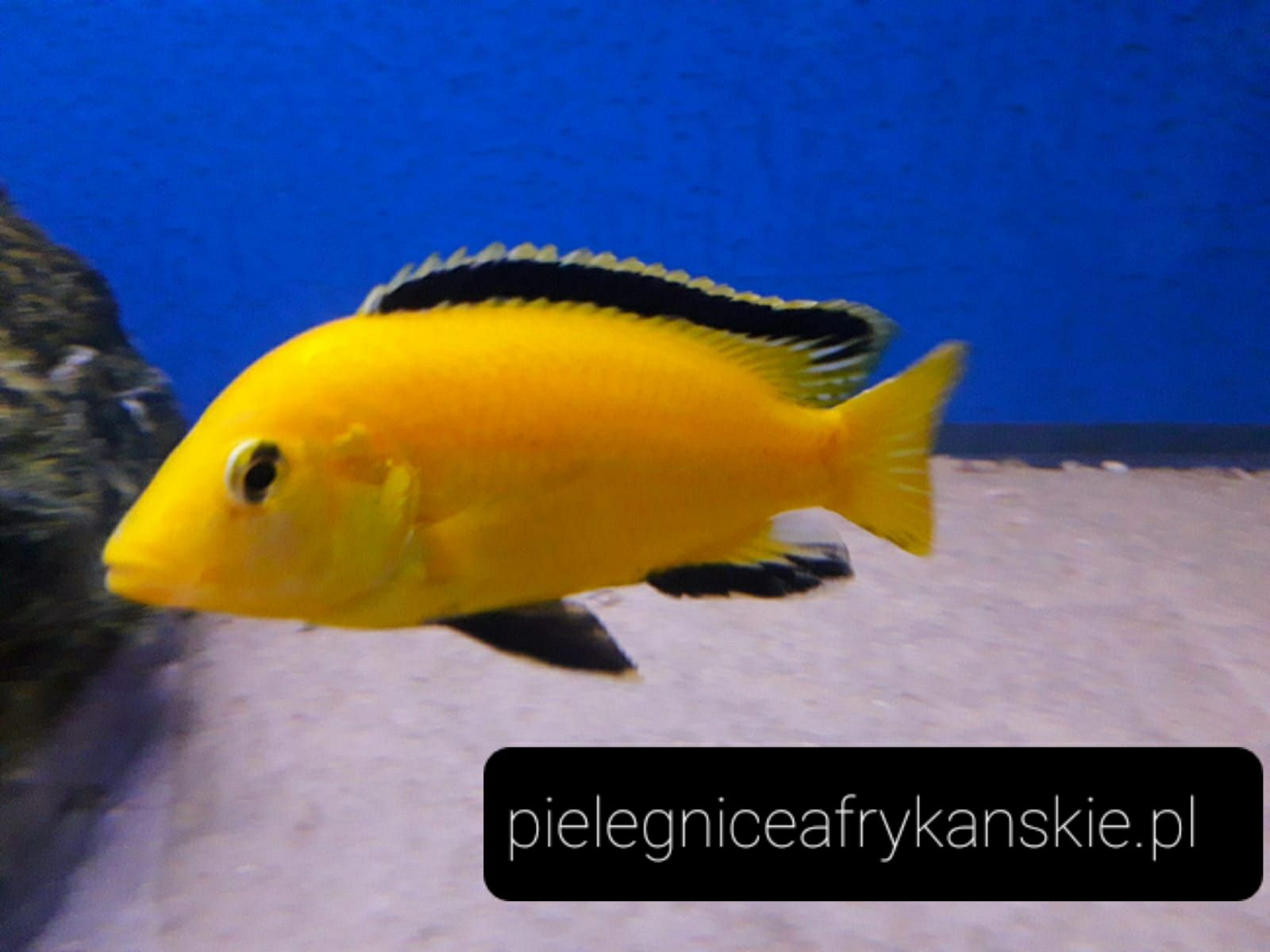 Labidochromis caeruleus yellow (Kakusa) .Pyszczak z Malawi.