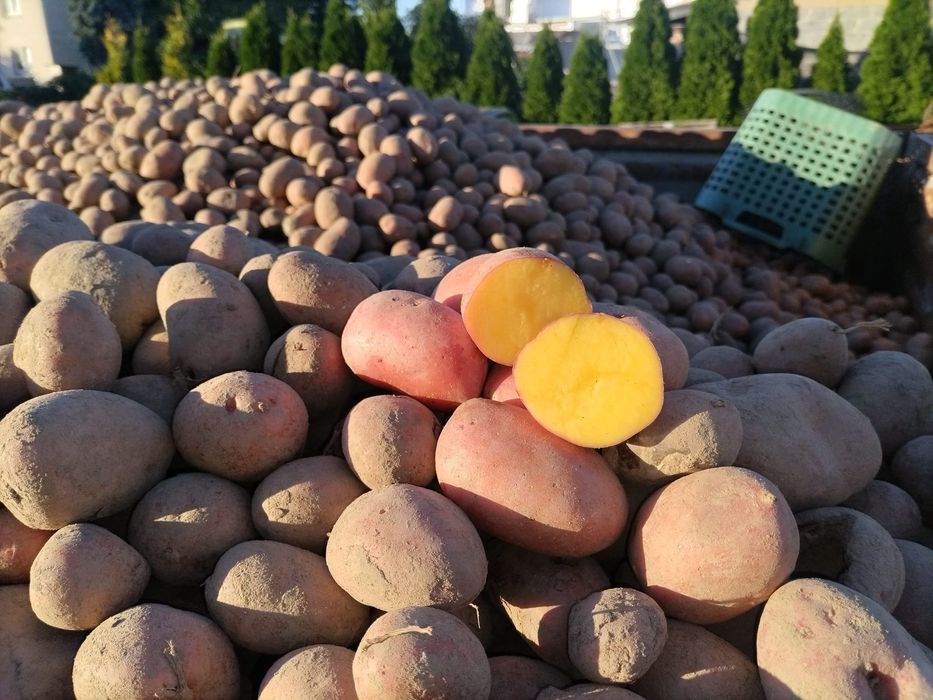 Ziemniaki LAURA promocja 1,25zł/kg