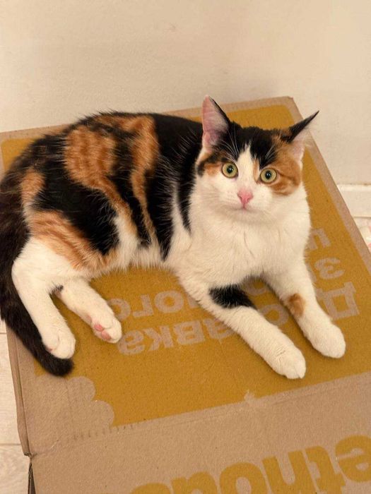 ніжна молоденька киця, муркотушка і цікава до всього,дуже ділова