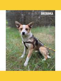 5 kg, 10 miesięcy, Drobinka, adopcja