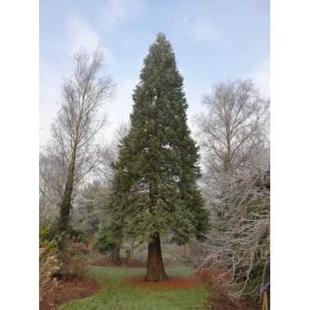 Mamutowiec olbrzymi (Sequoiadendron giganteum)