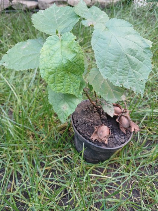 Лещина.лесной орех.фундук.