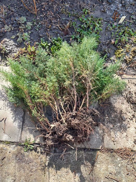 самшит, можевельник