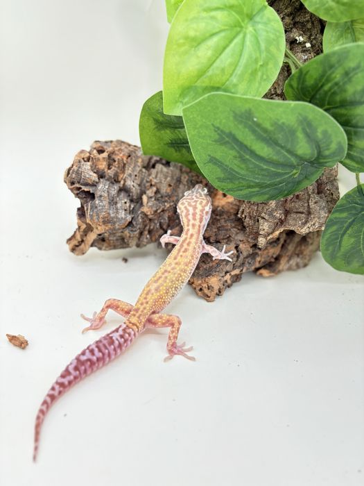 Gekon Lamparci (Eublepharis macularius)